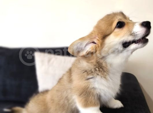 Wels Corgi Pembroke görsel