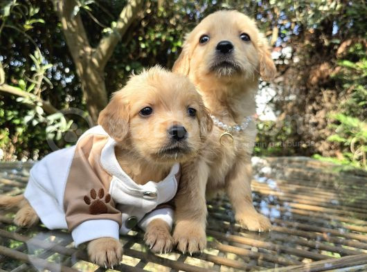 Tuvalet Eğitimli Golden Bebeklerimiz görsel