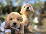 Tuvalet Eğitimli Golden Bebeklerimiz