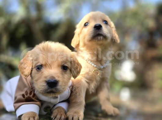 Tuvalet Eğitimli Golden Bebeklerimiz görsel