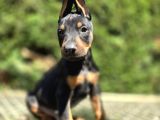 Üst Kalite Doberman Bebekler