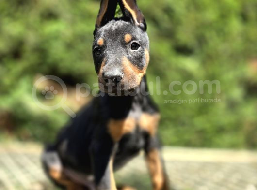Üst Kalite Doberman Bebekler görsel