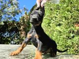 Üst kalite doberman bebekler