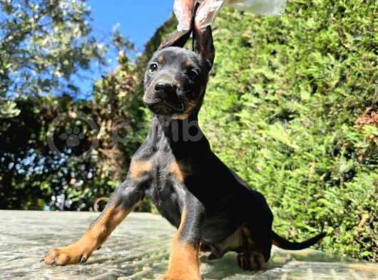 Üst Kalite Doberman Bebekler