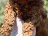 2 aylık dişi toy poodle