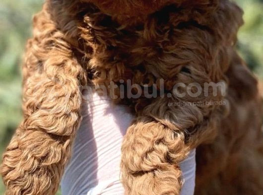 2 Aylık Dişi Toy Poodle
