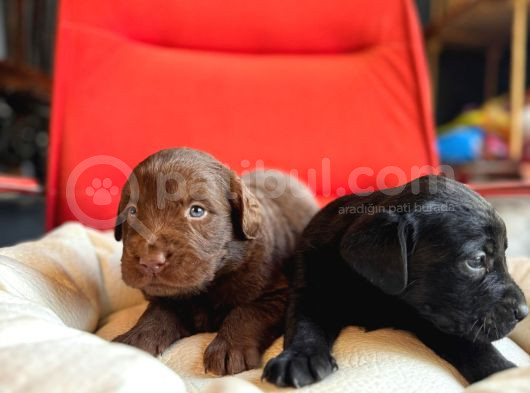 Labrador Severler Buraya Bu Güzellikler Satışta görsel