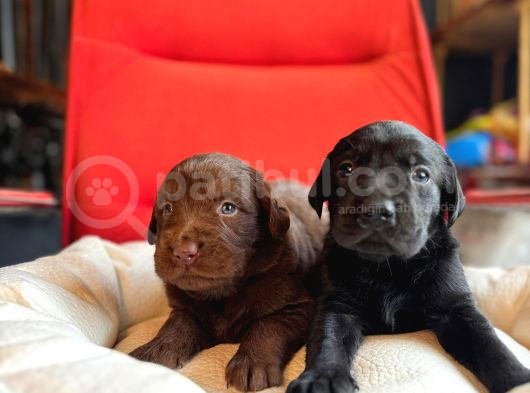 Labrador Severler Buraya Bu Güzellikler Satışta görsel