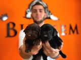 Labrador severler buraya Bu güzellikler satışta
