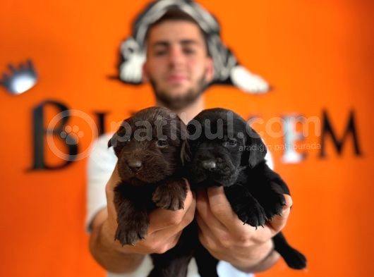 Labrador Severler Buraya Bu Güzellikler Satışta