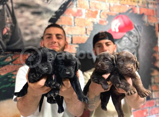 Labrador Severler Buraya Bu Güzellikler Satışta görsel