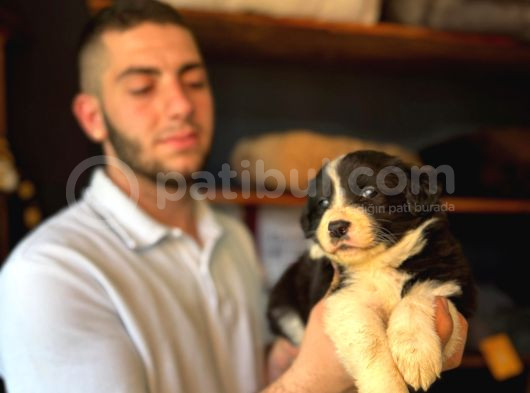Zekasıyla Şaşırtır Sevgisiyle Isıtır Border Collie Yoldaşı