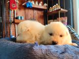 Bembeyaz Güzellik Safkan Samoyed Yavrusu