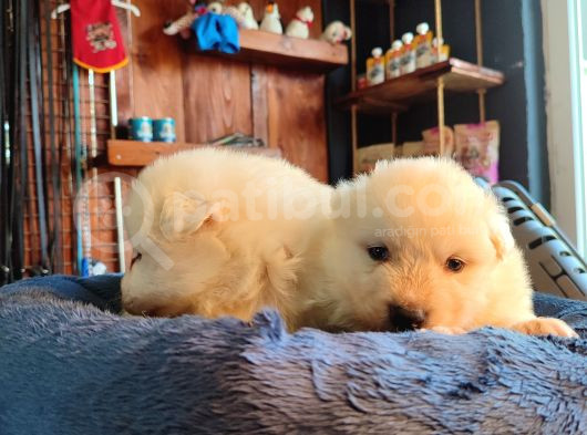 Bembeyaz Güzellik Safkan Samoyed Yavrusu görsel