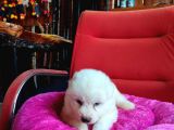 Bembeyaz Güzellik Safkan Samoyed Yavrusu