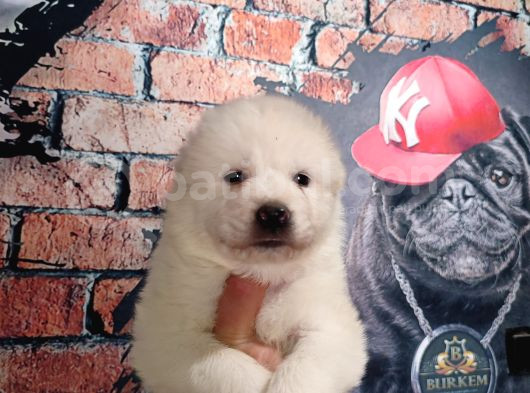 Bembeyaz Güzellik Safkan Samoyed Yavrusu görsel