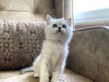 Irk Garantili Full Şecereli Anne Babanın Bebekleri