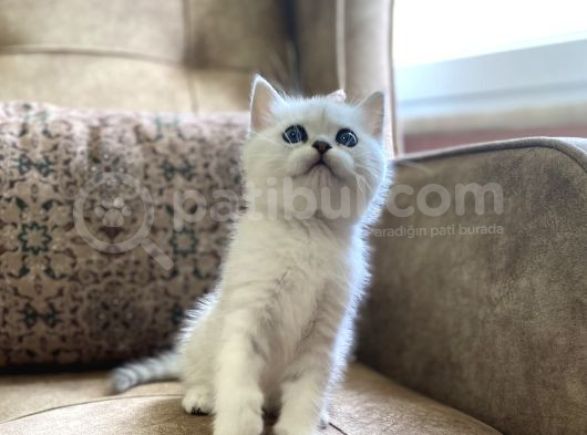 Irk Garantili Full Şecereli Anne Babanın Bebekleri görsel