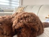 2 Aylık Dişi Toy Poodle