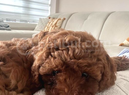 2 Aylık Dişi Toy Poodle görsel