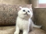 Full Şecereli Anne Babanın Muhteşem Silver Bebekleri
