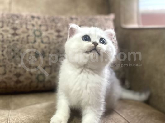 Full Şecereli Anne Babanın Muhteşem Silver Bebekleri görsel