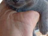 Yavru Kedi