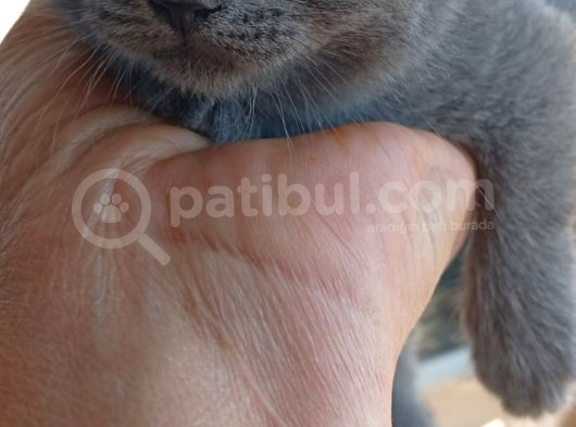 Yavru Kedi görsel