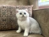 Full Şecereli Anne Babanın Muhteşem Silver Bebekleri
