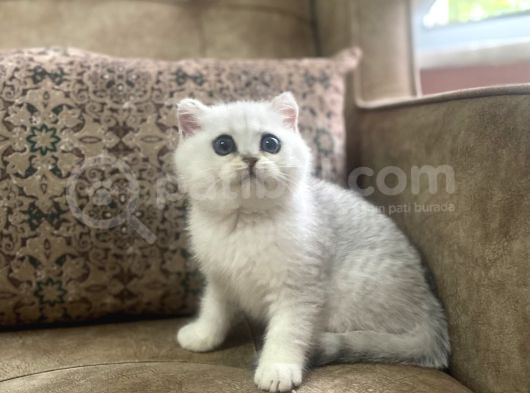 Full Şecereli Anne Babanın Muhteşem Silver Bebekleri görsel