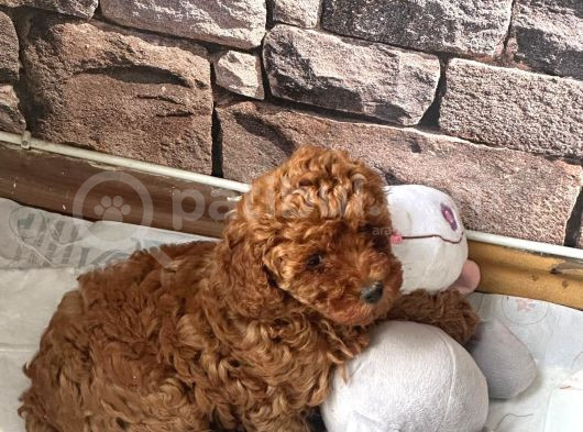 2 Aylık Dişi Toy Poodle görsel