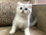 Irk Garantili Full Şecereli Anne Babanın Bebekleri