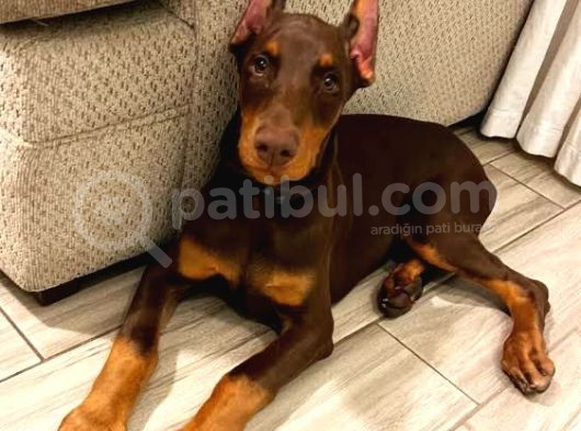 Kali̇teni̇n Zi̇rvesi̇ Kizil Doberman Yavrular