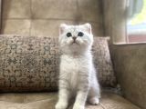 Irk Garantili Full Şecereli Anne Babanın Bebekleri