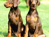 Kali̇teni̇n Zi̇rvesi̇ Kizil Doberman Yavrular