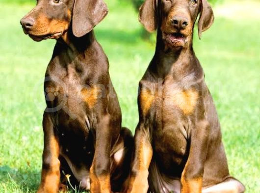 Kali̇teni̇n Zi̇rvesi̇ Kizil Doberman Yavrular görsel