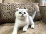 Full Şecereli Anne Babanın Muhteşem Silver Bebekleri