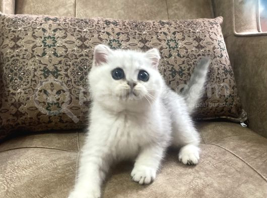 Full Şecereli Anne Babanın Muhteşem Silver Bebekleri görsel