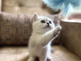 Irk Garantili Full Şecereli Anne Babanın Bebekleri