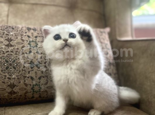 Full Şecereli Anne Babanın Muhteşem Silver Bebekleri