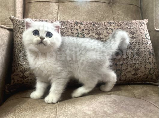 Full Şecereli Anne Babanın Muhteşem Silver Bebekleri görsel