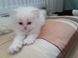 Pamuklarimiz Tesli̇me Hazir