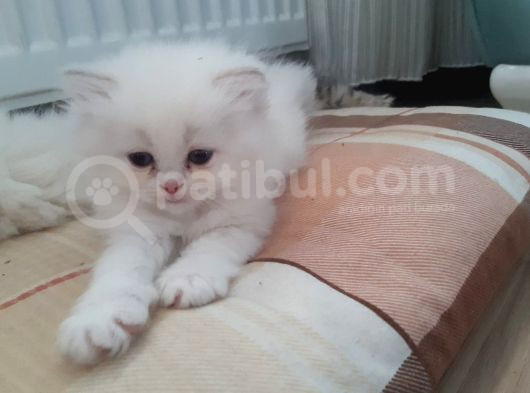 Pamuklarimiz Tesli̇me Hazir görsel