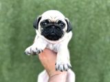 IRK GARANTİLİ A KALİTE PUG YAVRULAR