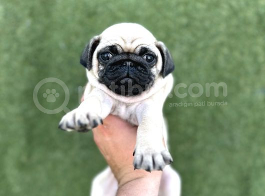 Irk Garanti̇li̇ A Kali̇te Pug Yavrular