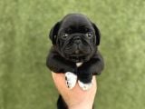 Irk Garanti̇li̇ A Kali̇te Pug Yavrular
