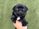 Irk Garanti̇li̇ A Kali̇te Pug Yavrular
