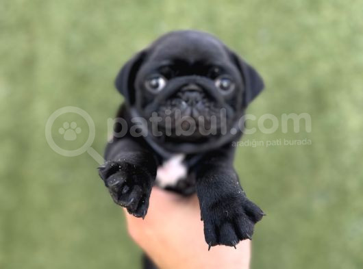 Irk Garanti̇li̇ A Kali̇te Pug Yavrular görsel