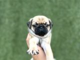 Irk Garanti̇li̇ A Kali̇te Pug Yavrular