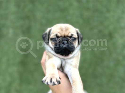 Irk Garanti̇li̇ A Kali̇te Pug Yavrular görsel